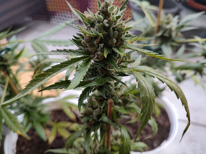 Growreport Bild 1
