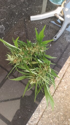 Growreport Bild 9