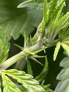 IMG_6010