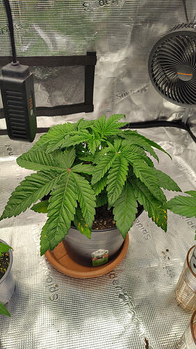 1000032179
