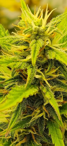 Growreport Bild 33