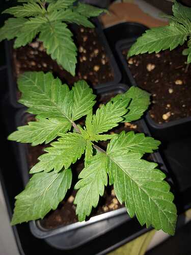 Growreport Bild 5