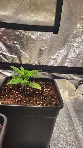 Growreport Bild 41
