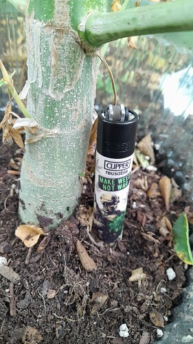 Growreport Bild 19