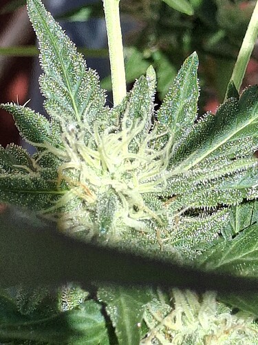 Growreport Bild 137