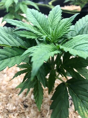 Growreport Bild 6