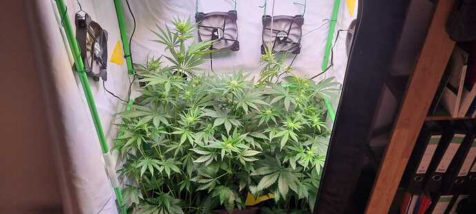Growreport Bild 1