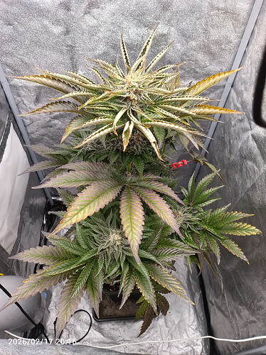 Growreport Bild 2