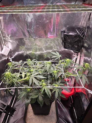 Growreport Bild 5