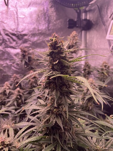 Growreport Bild 9
