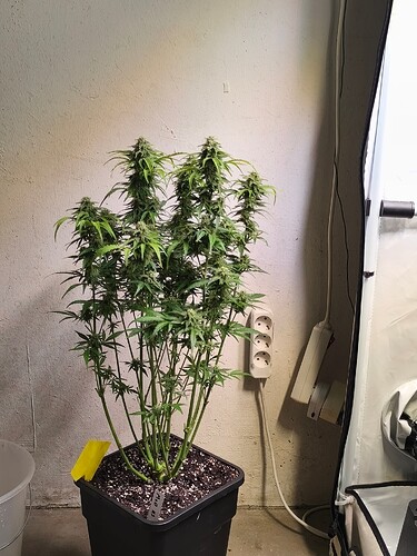 Growreport Bild 3