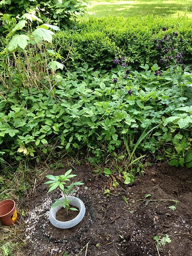 Eine junge Cannabispflanze, die in einem Plastikring im Gartenboden eingepflanzt ist.