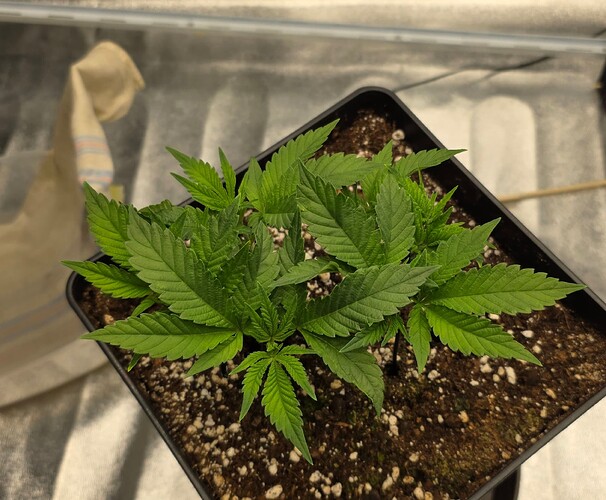 Growreport Bild 1