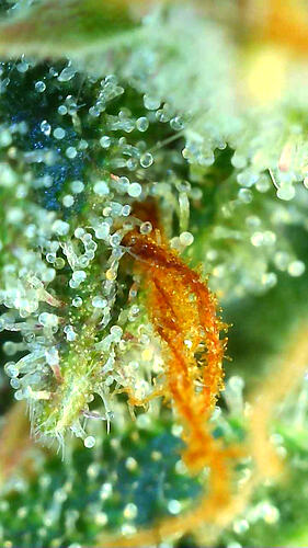 Growreport Bild 6