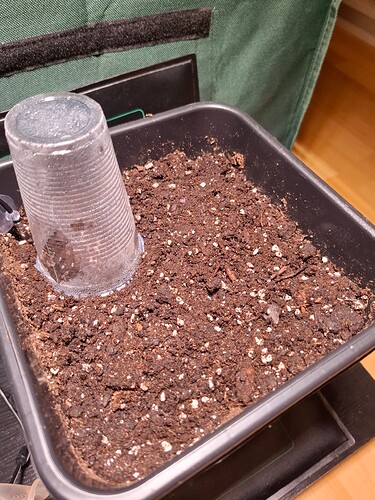 Growreport Bild 1