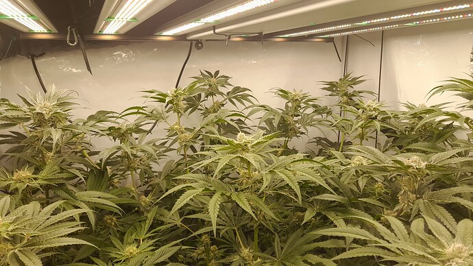 Growreport Bild 2