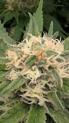Growreport Bild 42