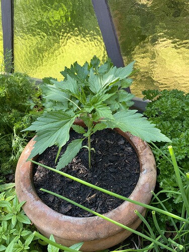 Growreport Bild 4