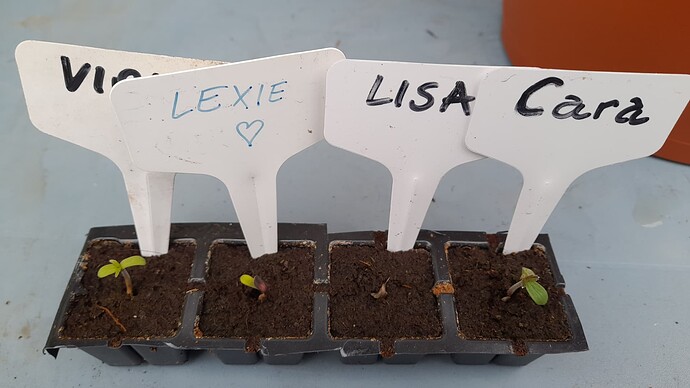 Growreport Bild 43