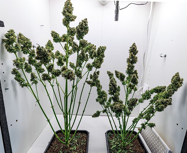 Growreport Bild 9