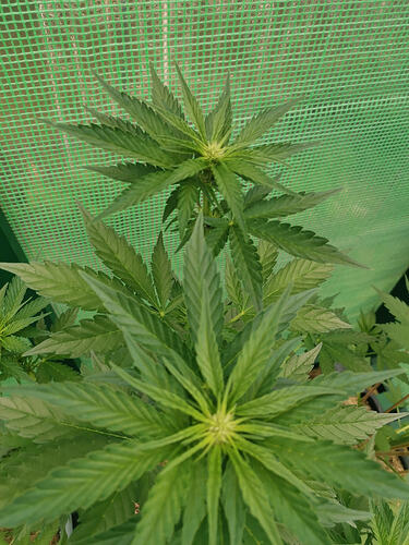 Lucky Hemp LT34 (3)