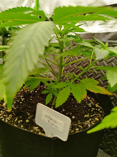 Eine junge Cannabispflanze in einem schwarzen Stofftopf mit einem Namensschild, das 'Wham Boom' anzeigt.