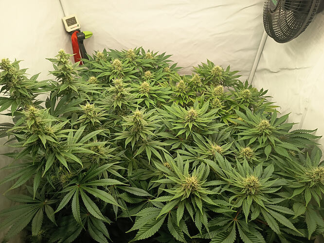 Growreport Bild 1