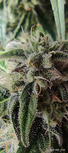 Growreport Bild 5