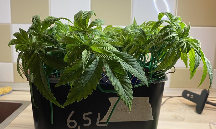 Growreport Bild 17