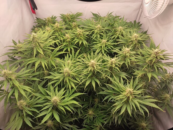 Growreport Bild 2