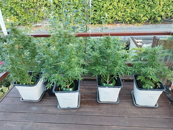 Growreport Bild 12