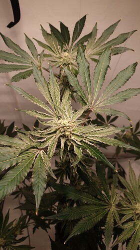 Growreport Bild 4