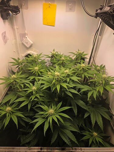 Growreport Bild 1