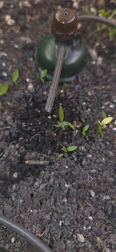 Growreport Bild 7