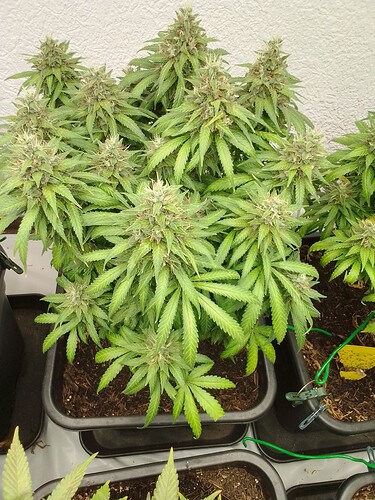 Growreport Bild 5
