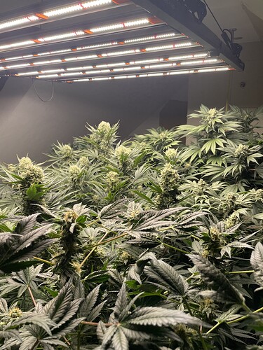 Growreport Bild 13