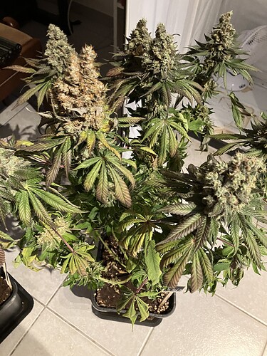 Growreport Bild 1