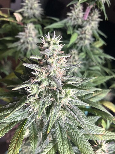 Growreport Bild 10