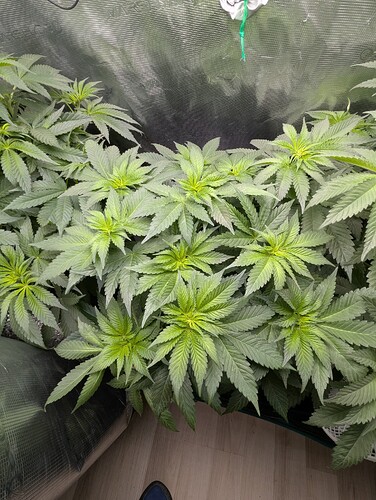 Growreport Bild 2