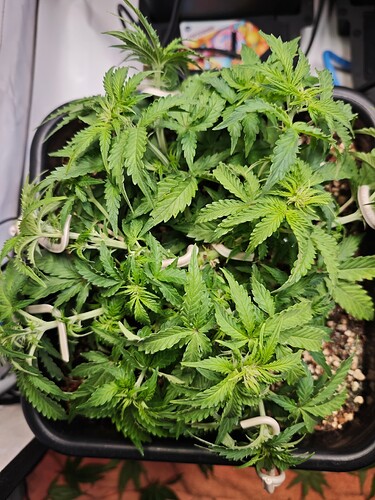 MVIMG_20251016_184210