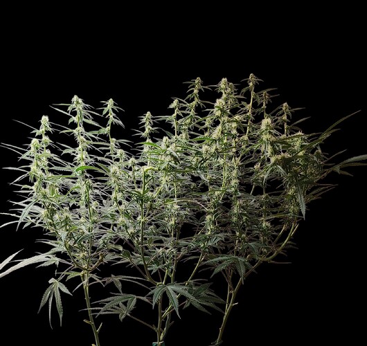 Growreport Bild 20