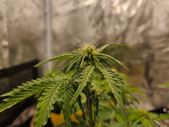 Growreport Bild 57