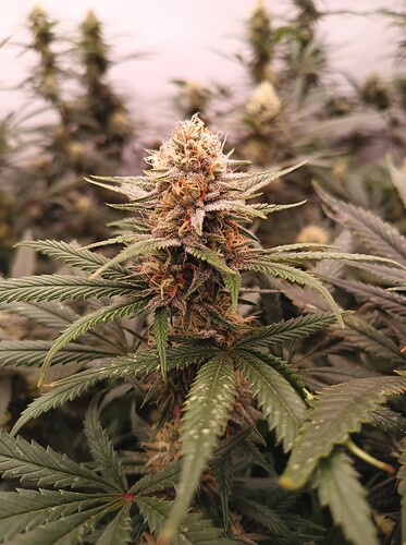 Growreport Bild 9