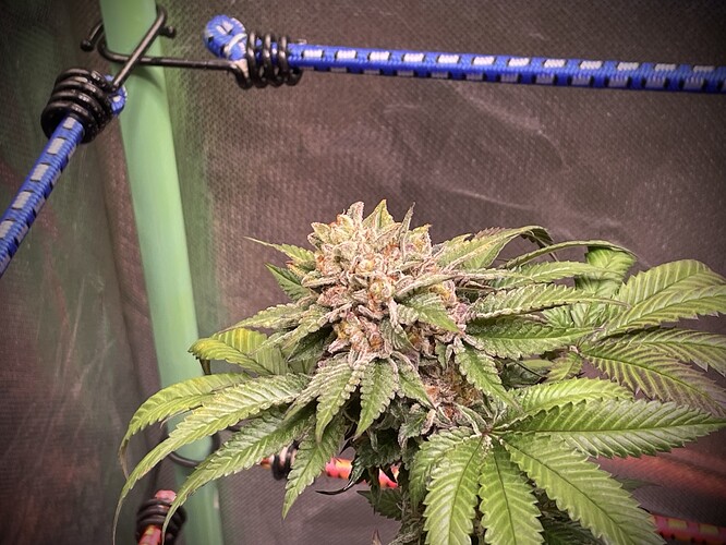 Growreport Bild 4