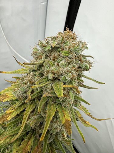 Growreport Bild 11