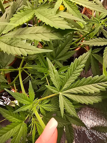 17345271942916434671549444643432