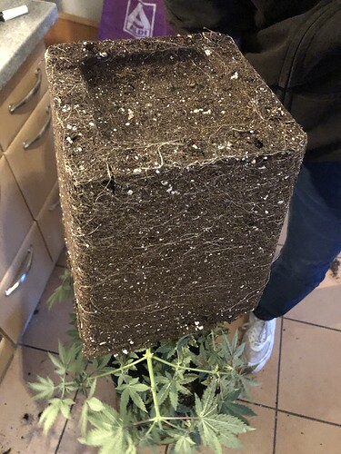Growreport Bild 8