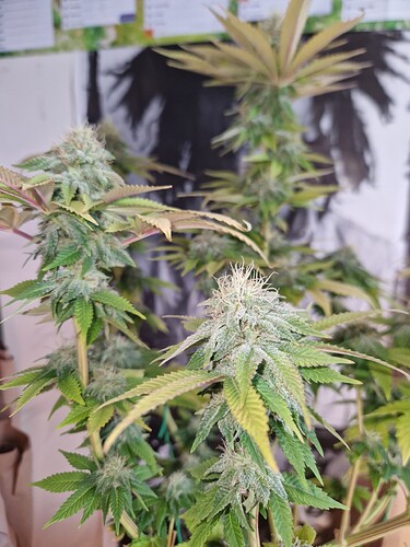 Growreport Bild 8