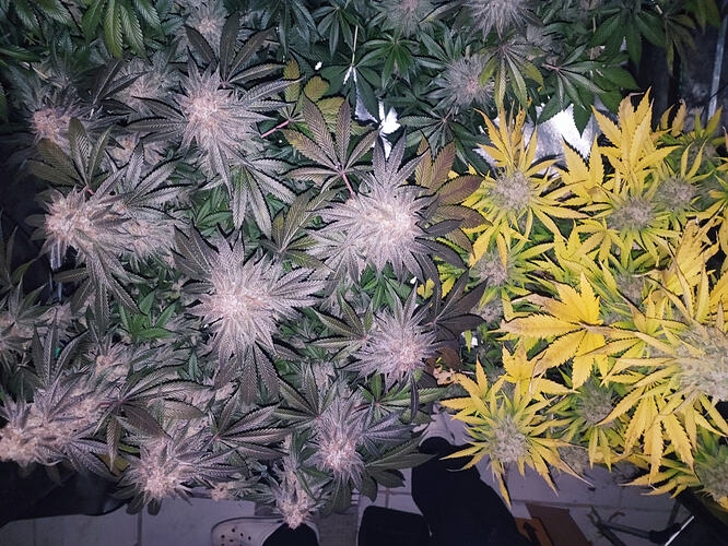Growreport Bild 9