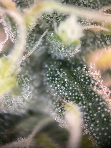 Growreport Bild 28
